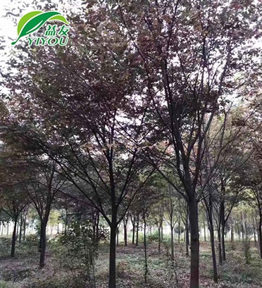 圓形供粉桶